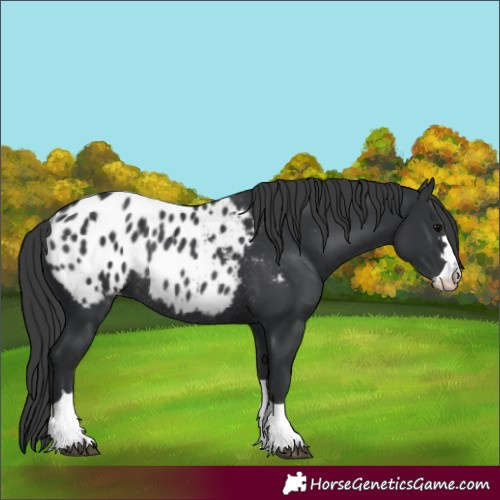 Horse Color:Unknown 