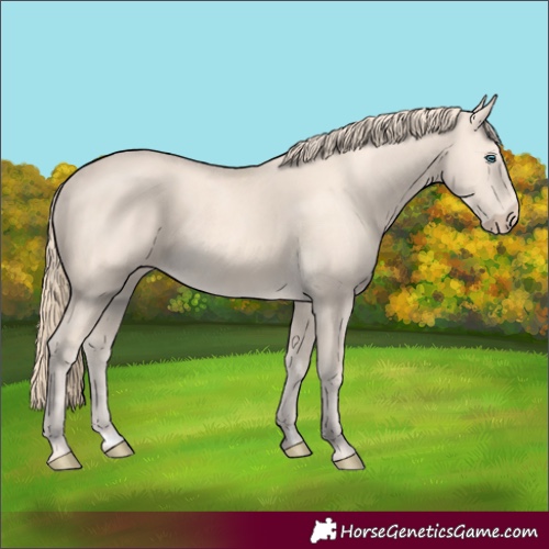 Horse Color:Unknown 