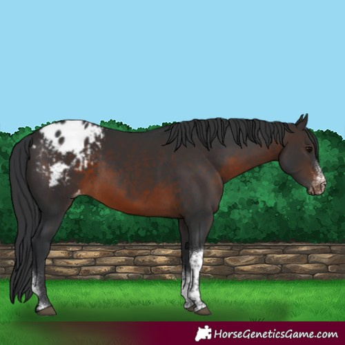 Horse Color:Brown Sabino Tobiano Varnish