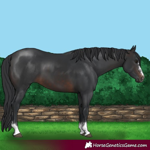 Horse Color:Brown 