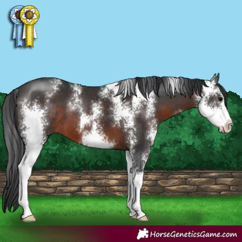 Horse Color:Brown Sabino 