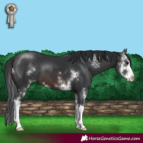 Horse Color:Brown Sabino 