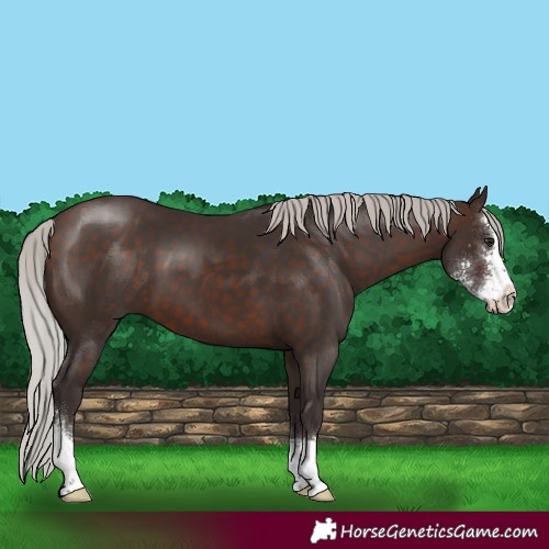 Horse Color:Silver Brown Sabino 