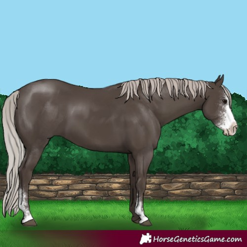 Horse Color:Silver Black Sabino 