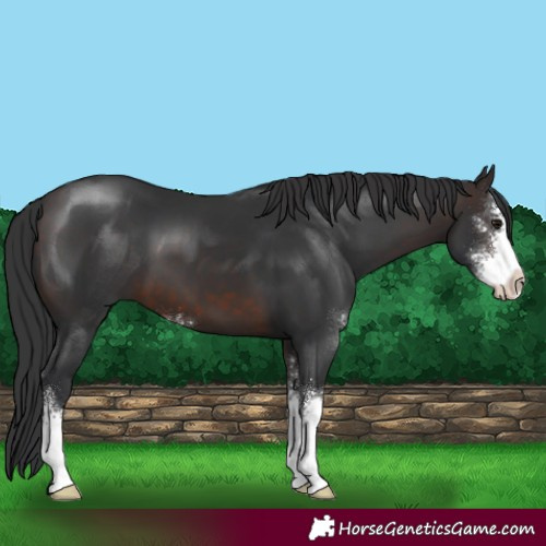 Horse Color:Brown Sabino 