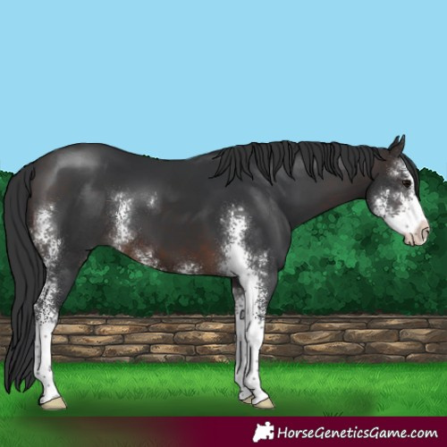 Horse Color:Brown Sabino 