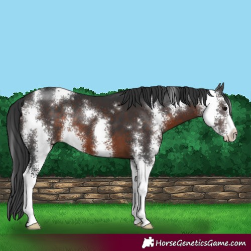 Horse Color:Brown Sabino 
