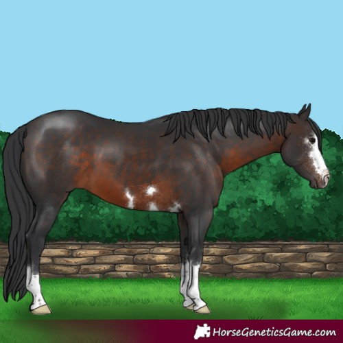 Horse Color:Brown 