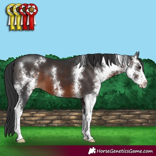 Horse Color:Brown Sabino 