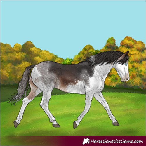 Horse Color:Brown Splash Tobiano 