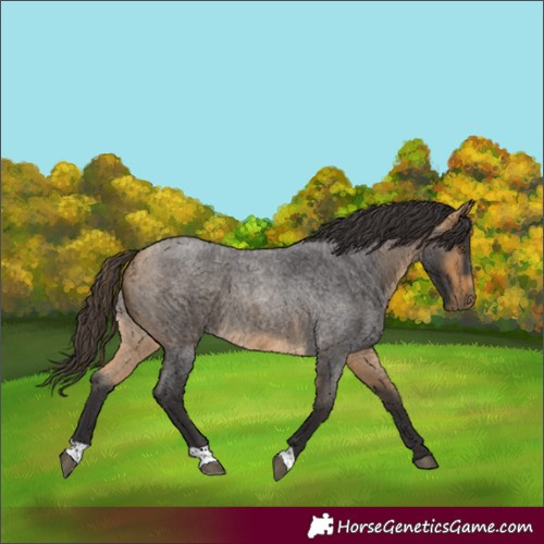 Horse Color:Buckskin Roan