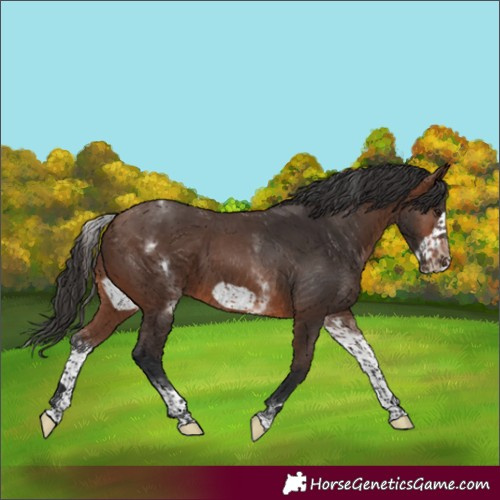 Horse Color:White Spotted Brown Frame Rabicano 