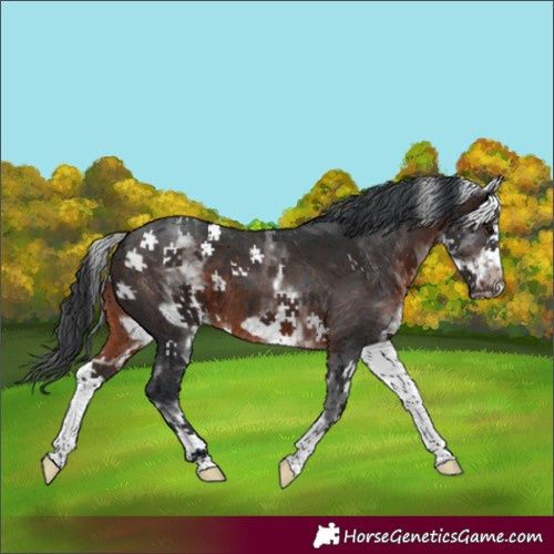 Horse Color:White Spotted Brown Frame 