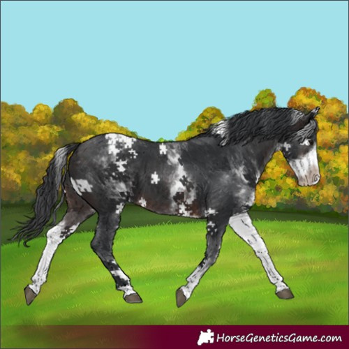 Horse Color:White Spotted Brown