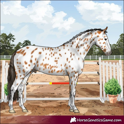 Horse Color:Gray Buckskin Near Leopard 