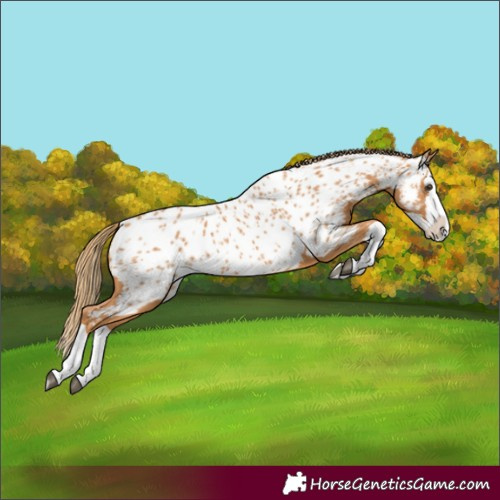 Horse Color:Chestnut Splash Near Leopard 