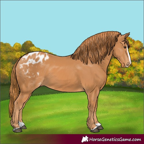 Horse Color:Chestnut Splash Blanket