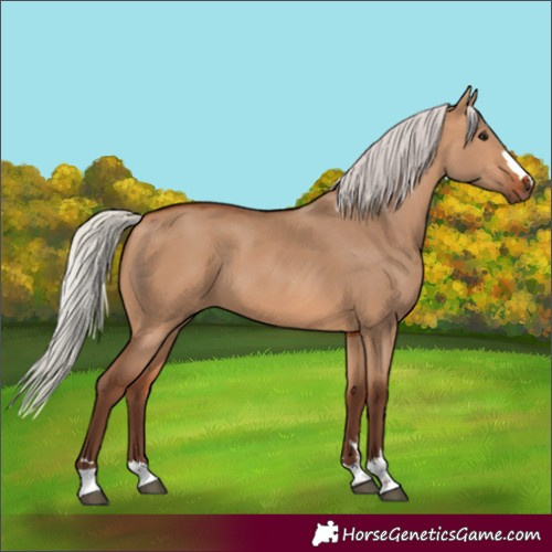 Horse Color:Silver Bay Dun