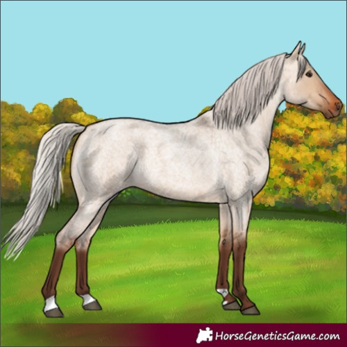 Horse Color:Silver Bay Roan Dun