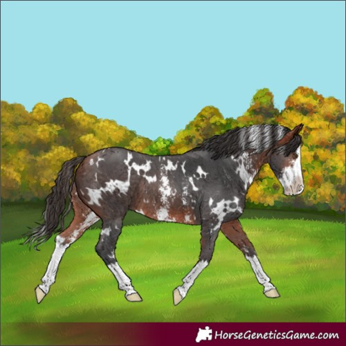 Horse Color:White Spotted Bay Sabino Splash Rabicano