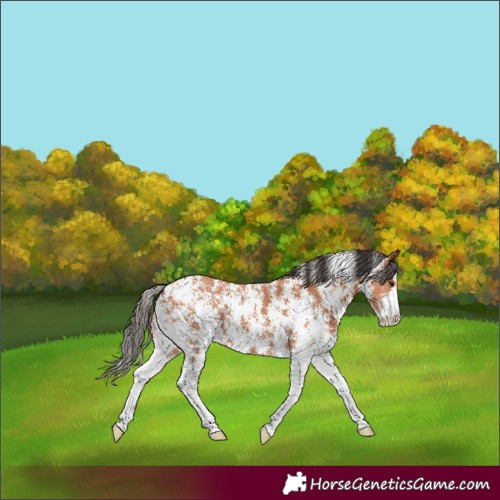 Horse Color:Bay Sabino