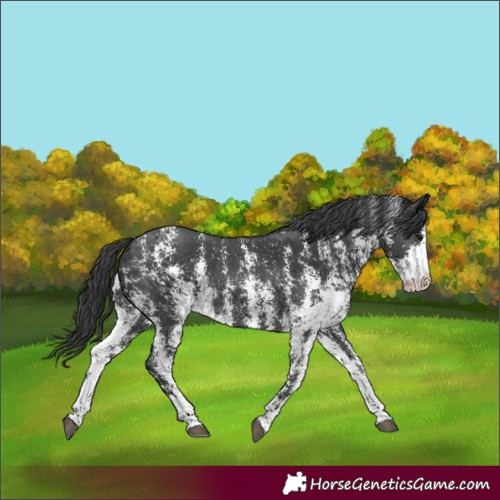 Horse Color:Black Sabino Rabicano