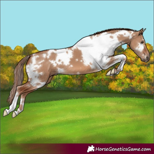 Horse Color:White Spotted Red Dun 