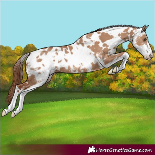 Horse Color:White Spotted Red Dun Sabino Blanket 