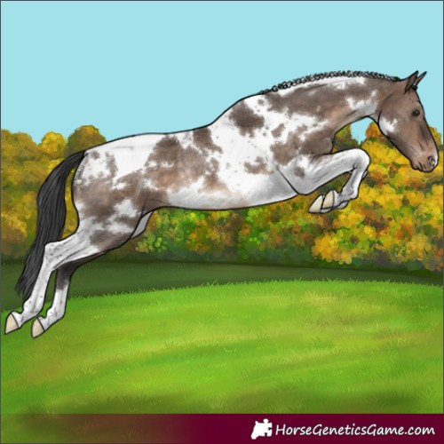 Horse Color:White Spotted Brown Dun Tobiano Varnish Rabicano