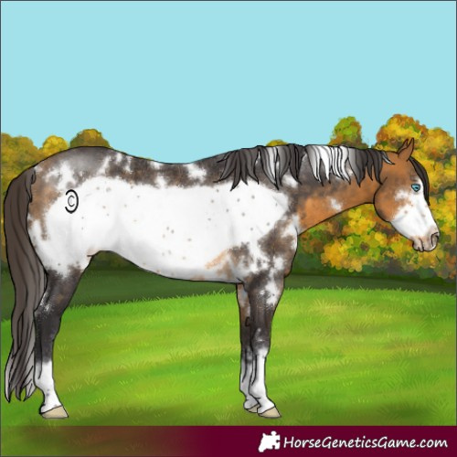 Horse Color:White Spotted Buckskin Frame Rabicano
