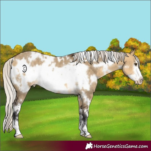 Horse Color:White Spotted Silver Buckskin Dun Frame Blanket Rabicano