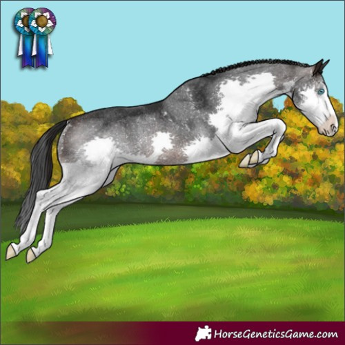 Horse Color:Brown Splash Rabicano