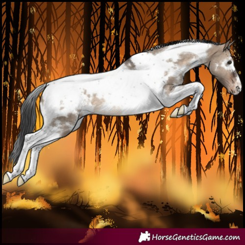 Horse Color:White Spotted Brown Dun Tobiano Blanket 