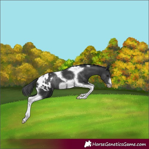 Horse Color:Black Tobiano Frame Blanket Rabicano 