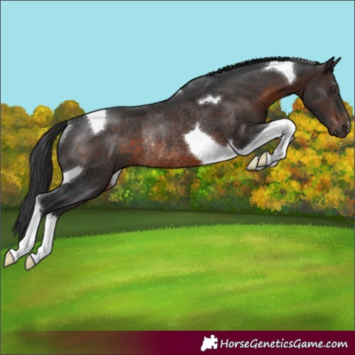 Horse Color:Brown Tobiano Rabicano 