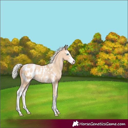 Horse Color:Silver Buckskin Pearl Sabino Blanket