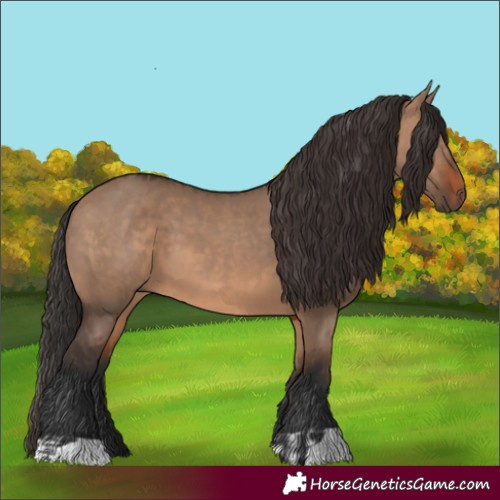 Horse Color:Brown Dun  and Brown Dun 