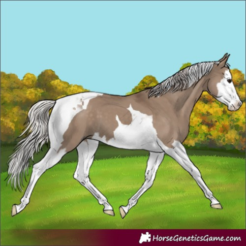 Horse Color:Silver Grullo Splash Tobiano