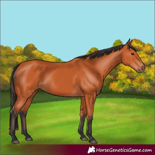 Horse Color:Bay 
