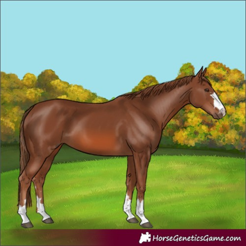 Horse Color:Chestnut 