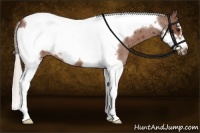 Horse Color:Silver Bay Roan Tobiano Frame 