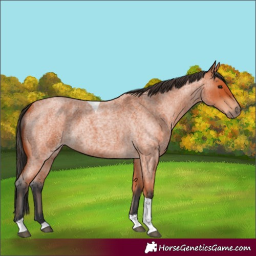 Horse Color:Bay Roan Tobiano