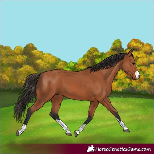 Horse Color:Bay 
