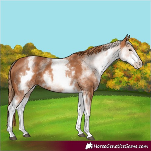Horse Color:White Spotted Chestnut 
