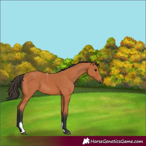 Horse Color:Bay Tobiano