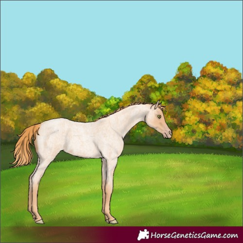Horse Color:Gold Champagne Roan