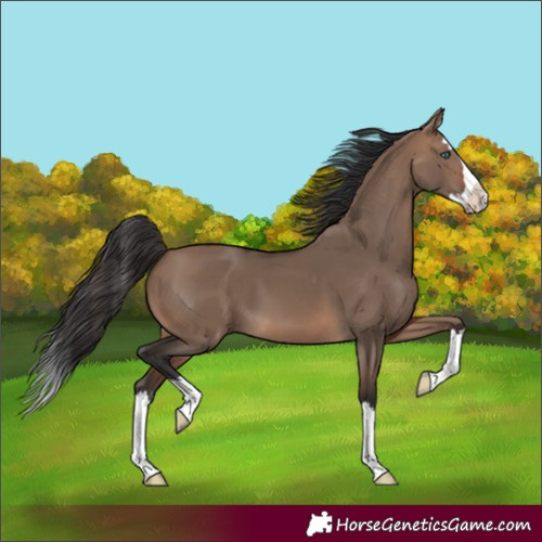 Horse Color:Brown Dun Splash 