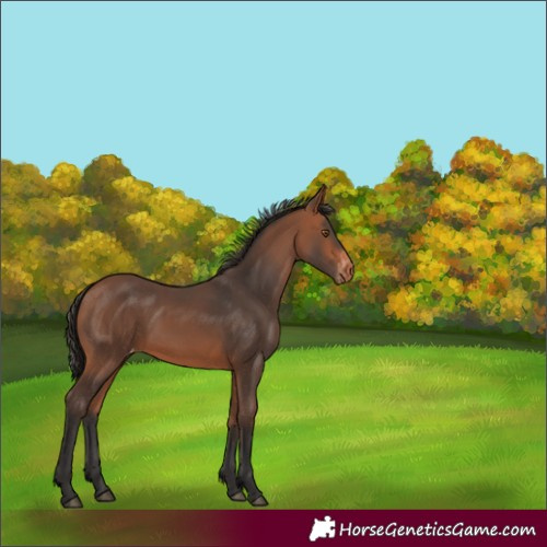 Horse Color:Bay Varnish Rabicano 