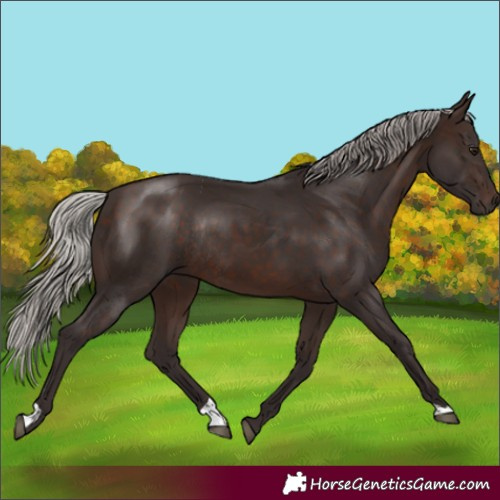 Horse Color:Silver Brown Rabicano 