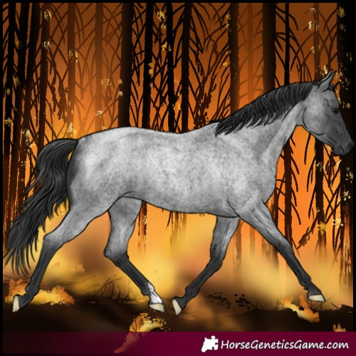 Horse Color:Blue Roan Rabicano 